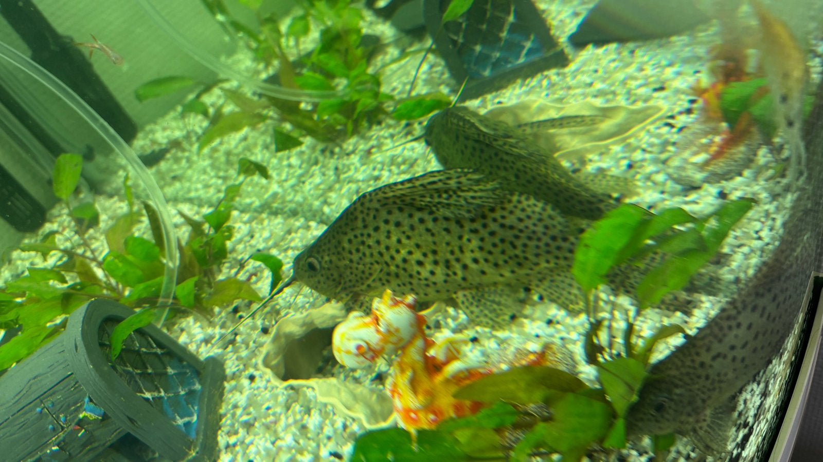 2 Synodontis eupterus zoeken samen een nieuw thuis, Animaux & Accessoires, Poissons | Poissons d'aquarium, Poisson, Poisson d'eau douce