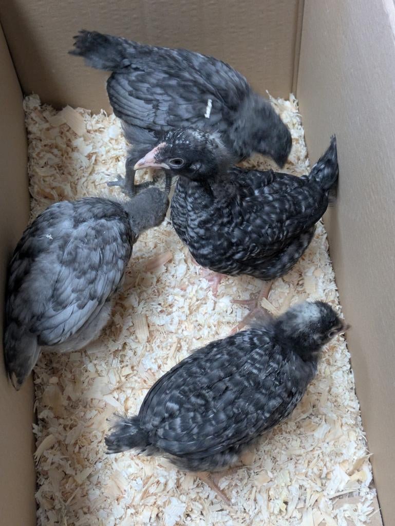 Kuikens 6 weken, Dieren en Toebehoren
