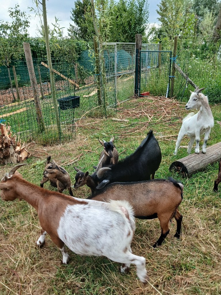 geitjes, Dieren en Toebehoren