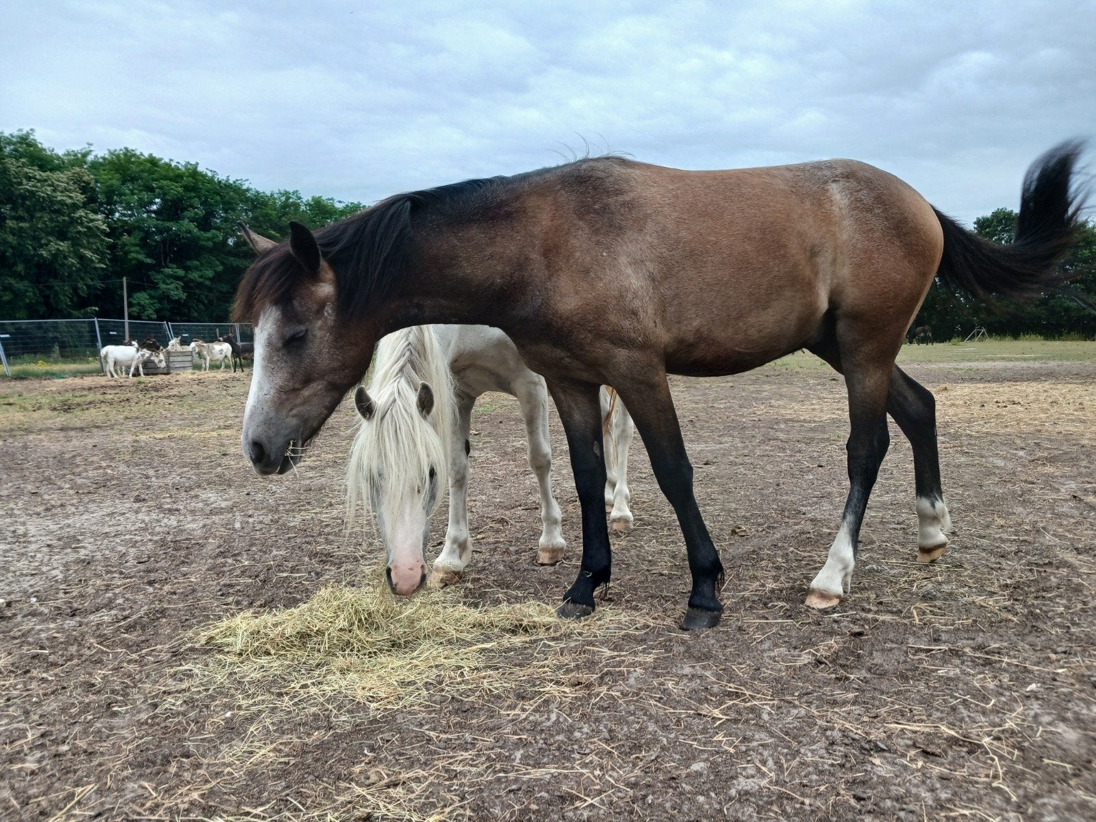 Welsh x appaloosa hengstenveulen, Avec puce électronique