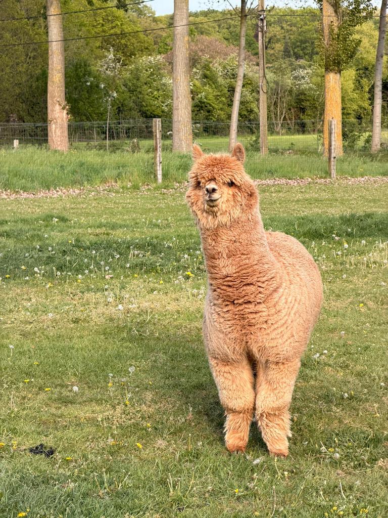Prachtige alpaca hengst, Juni, Mannelijk