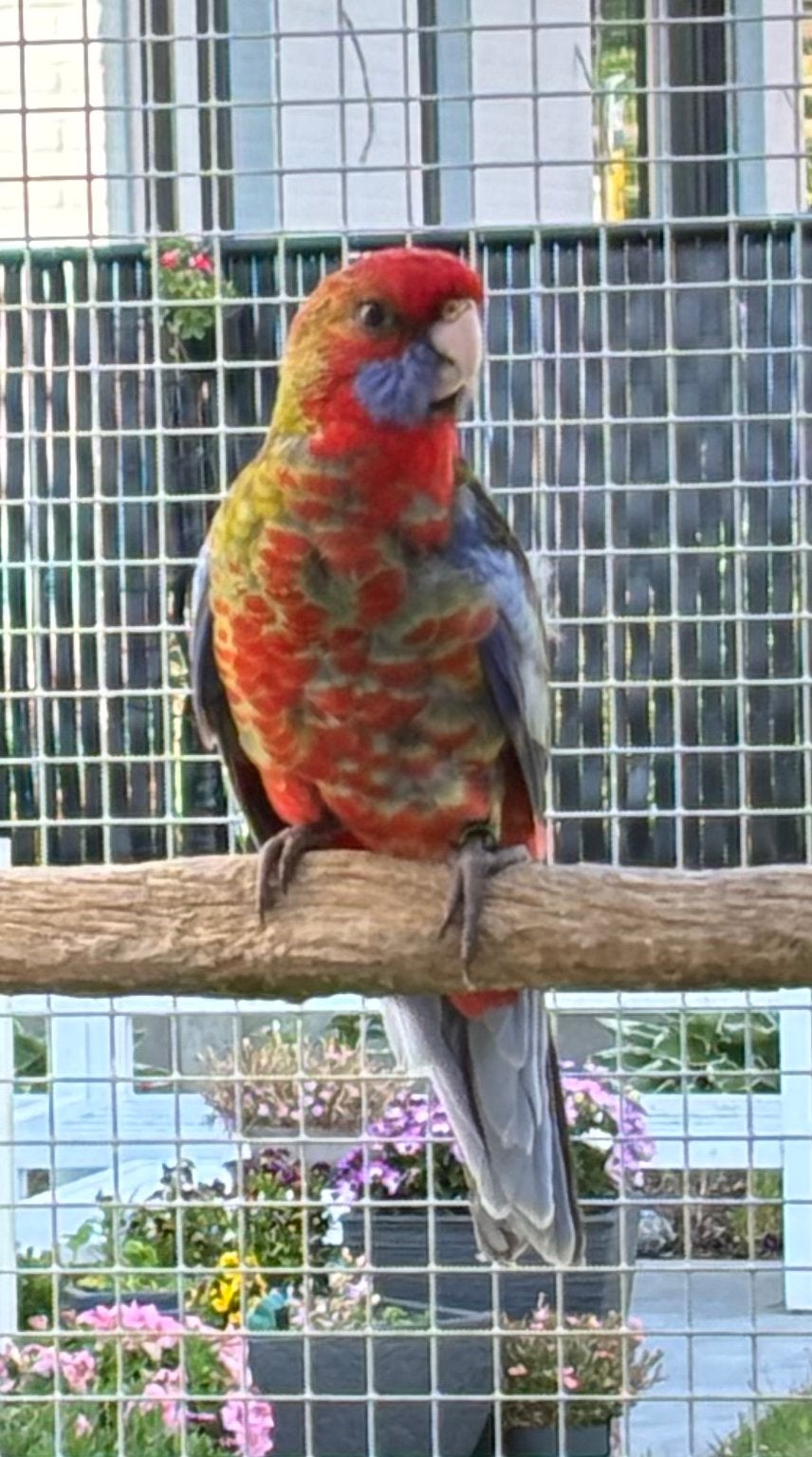 Zeer mooie, forse pennant rosella’s (zuivere wildkleur), Dieren en Toebehoren, Vogels | Parkieten en Papegaaien, Geringd