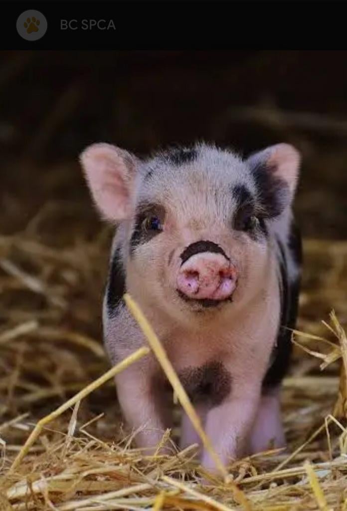 ! Gezocht ! 2 mini varkentjes (biggen), Plusieurs animaux, Porcs, 0 à 2 ans