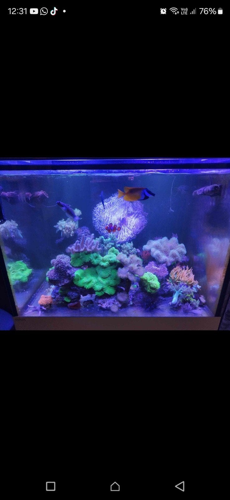 Aquarium marin, Animaux & Accessoires