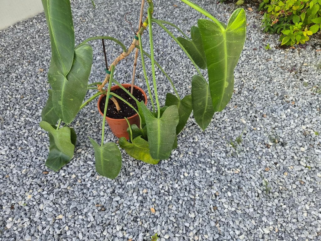 Philodendron Jose Buono, Huis en Inrichting, Ophalen