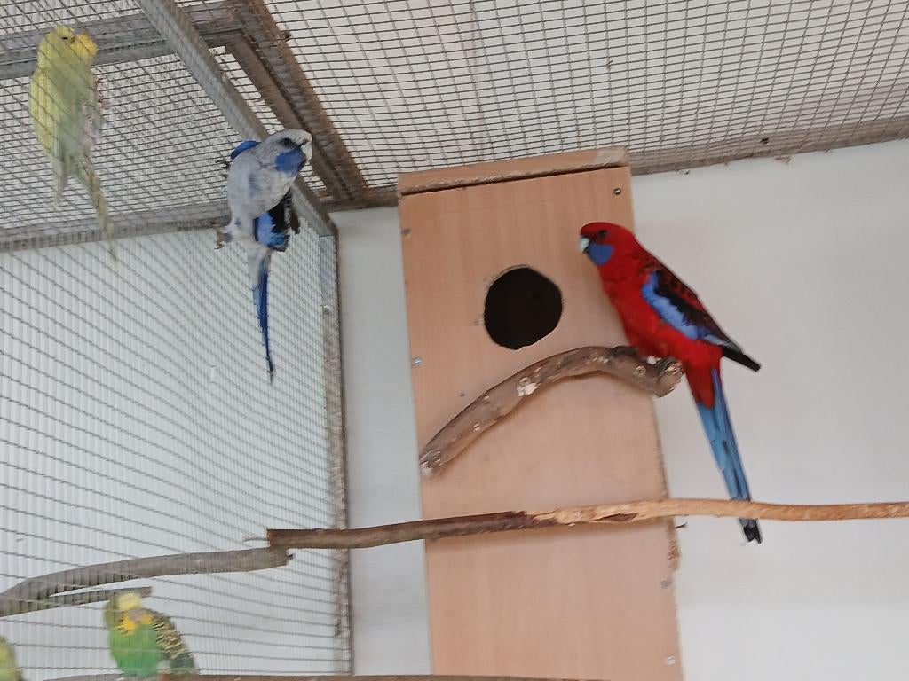 koppel penanten, Meerdere dieren, Papegaai, Geringd