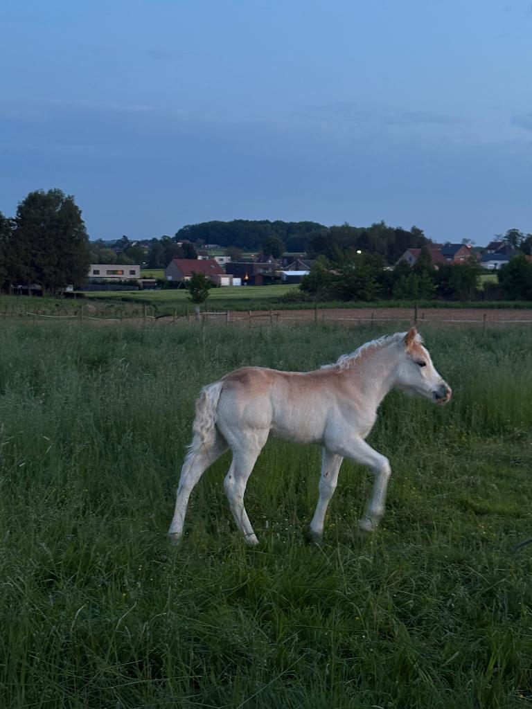Haflingerveulen, Dieren en Toebehoren, Pony's, Merrie, Niet van toepassing, 0 tot 2 jaar, Ontwormd