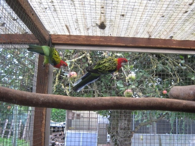 a vendre des beaux couples omnicolore, Animaux & Accessoires, Plusieurs animaux, Perruche