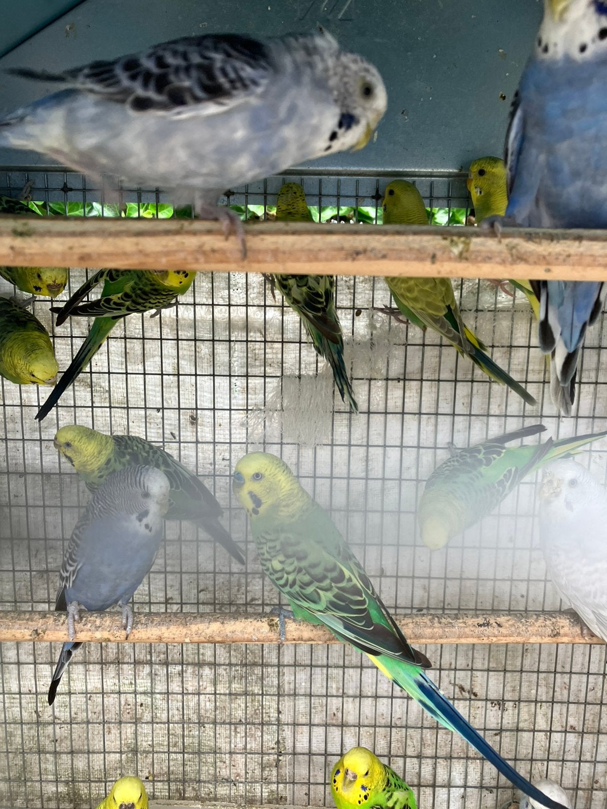 KWEEKRIJPE GRASPARKIETJES VANAF 20 EURO/KOPPEL, Meerdere dieren, Parkiet