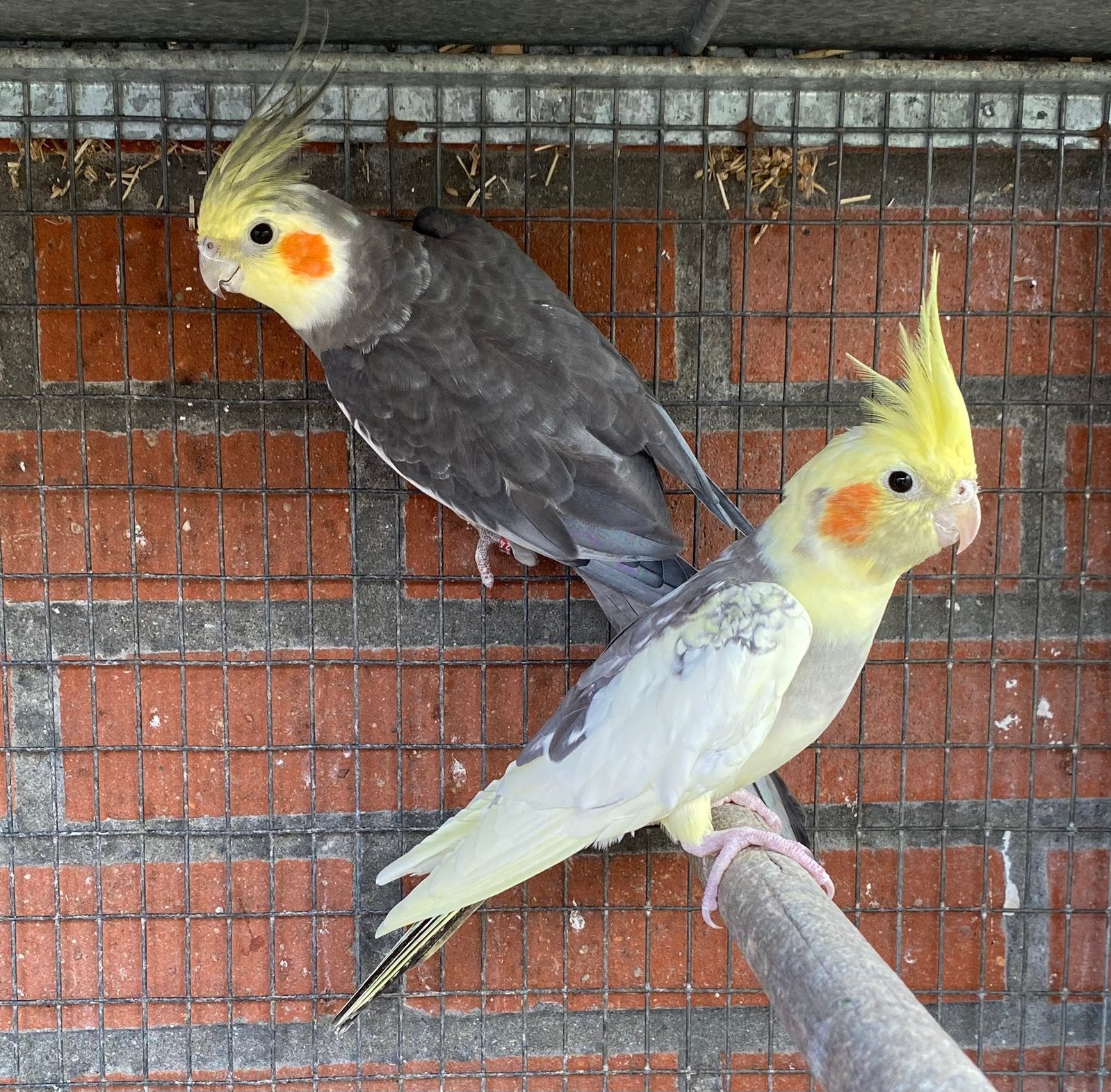 Couple Calopsittes, Animaux & Accessoires, Oiseaux | Perruches & Perroquets, Plusieurs animaux