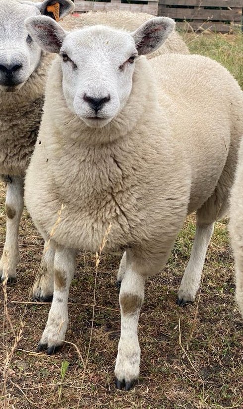 Mooi ooilam, Femelle, Mouton, 0 à 2 ans