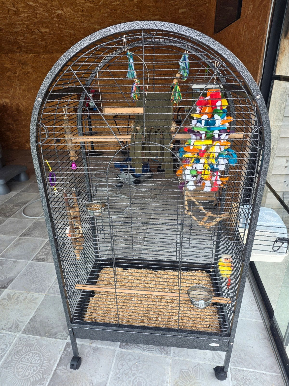 Mooi koppel conure de molina, Dieren en Toebehoren, Vogels | Parkieten en Papegaaien