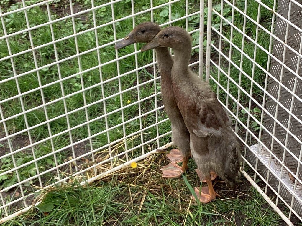 Loopeendjes, Sexe inconnu, Canard