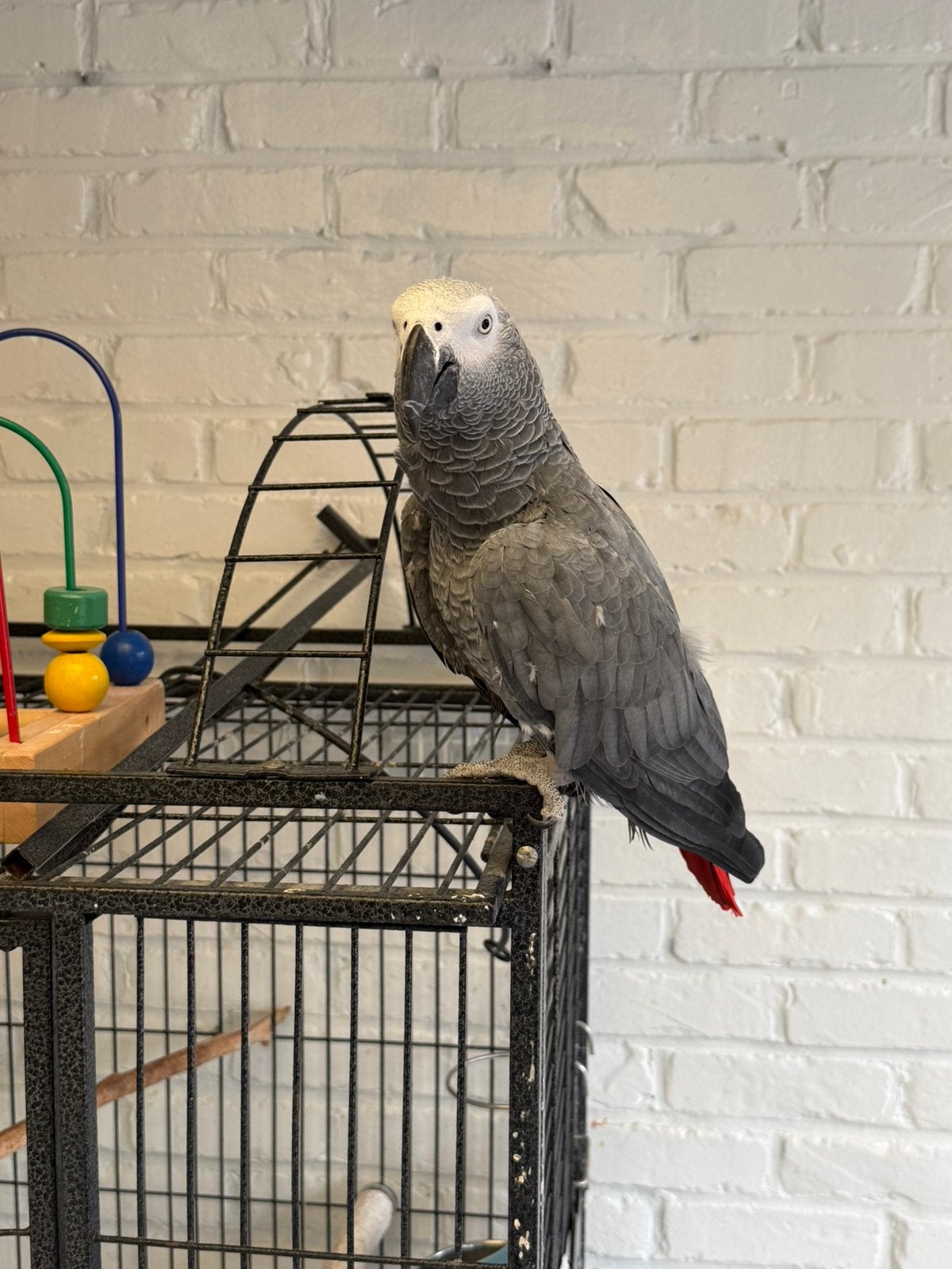 Perroquet gris du gabon, Animaux & Accessoires, Mâle, Perroquet