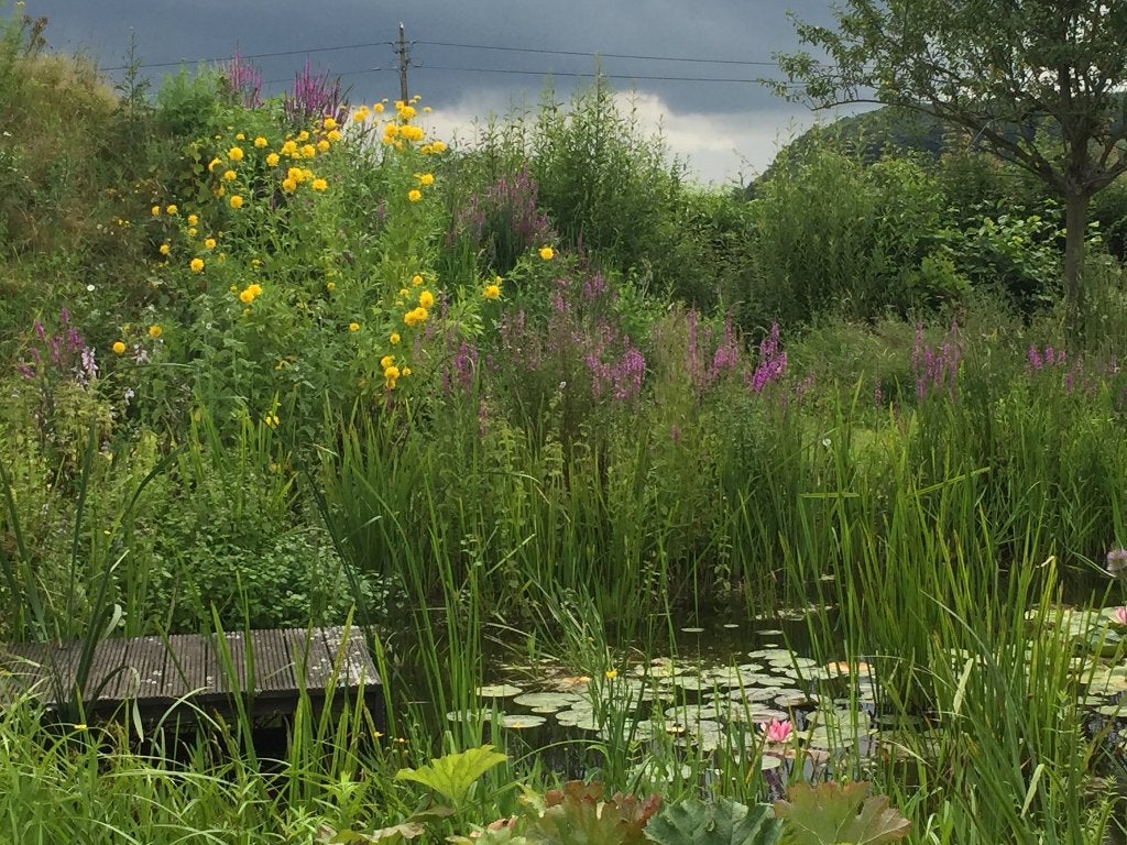 vijverplanten meerdere soorten, Enlèvement, Utilisé