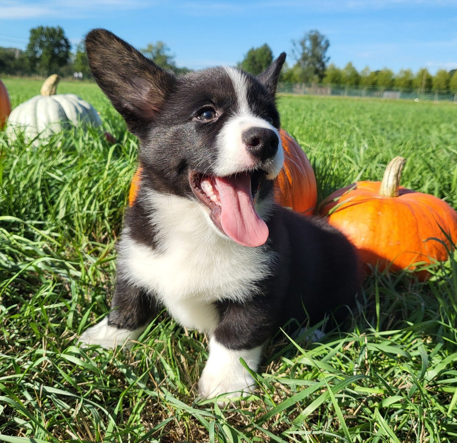 Cardigan Welsh Corgi Chiot/Chiot Corgi/Chiot Welsh Corgi, Animaux & Accessoires, Chien (mâle), Maladie de Carré (chiens), Autres races