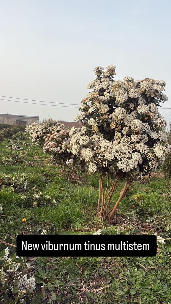 Meerstam Viburnum tinus, Ophalen of Verzenden