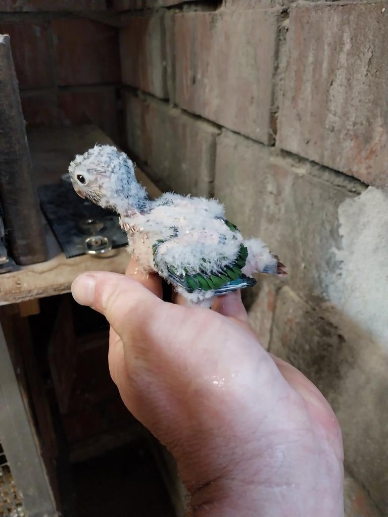 Pyrrhura handopfok, Dieren en Toebehoren