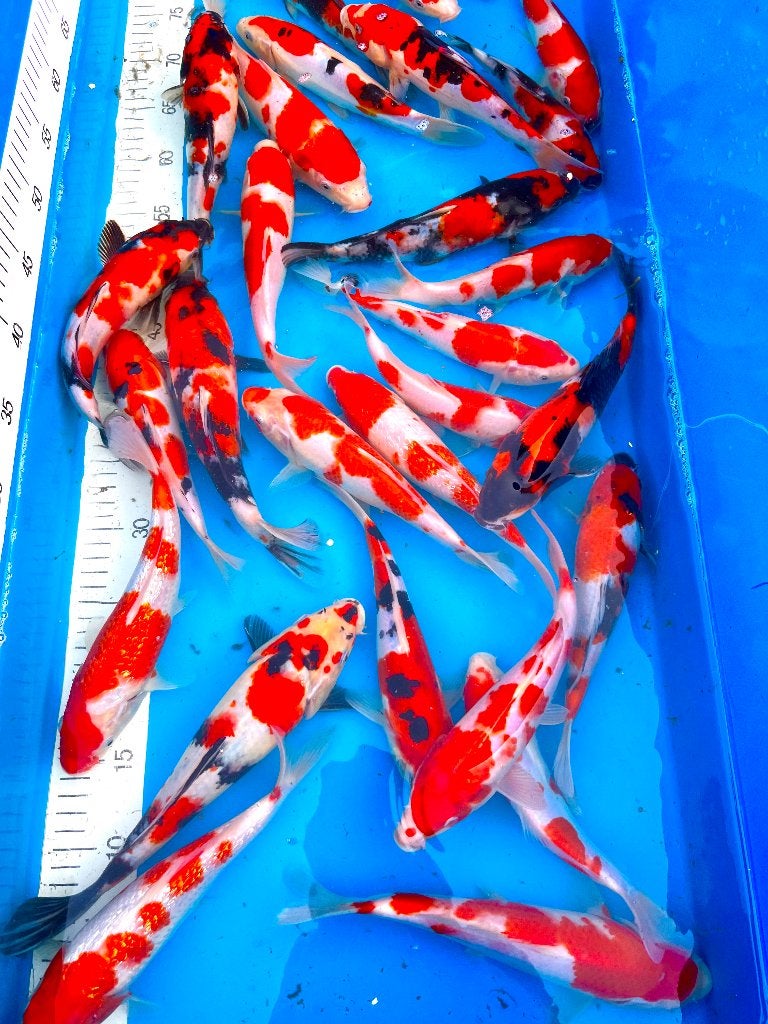 Tosai japonais 20-25 cm MAINTENANT 3 pour 100€, Animaux & Accessoires, Poissons | Poissons d'étang, Carpe ou Koï