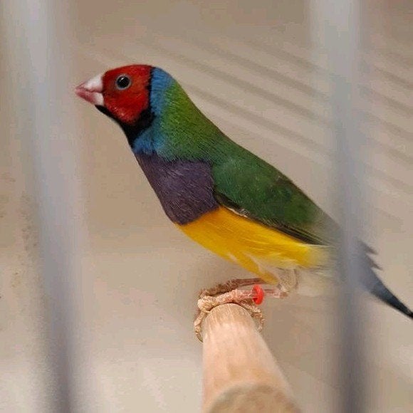 Gouldamadine, Dieren en Toebehoren, Mannelijk, Tropenvogel, Geringd