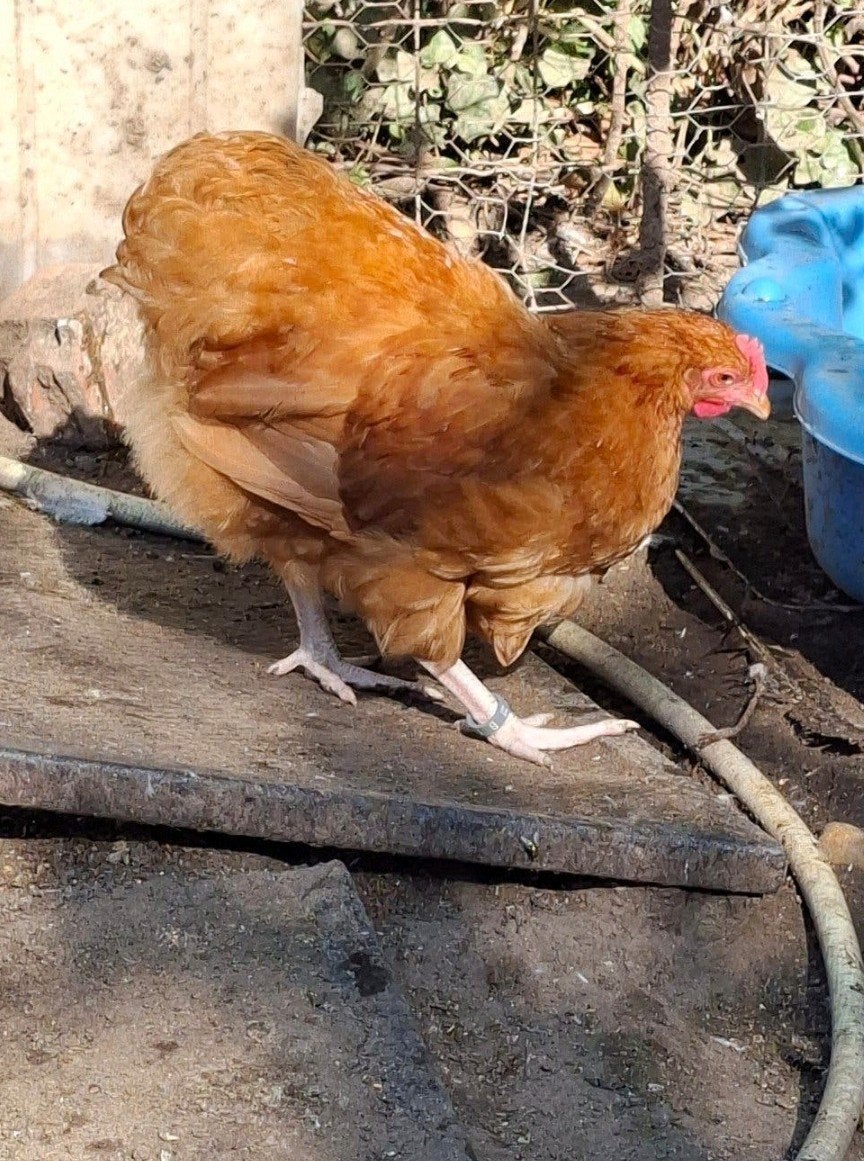 Coq orpington nain fauve, Animaux & Accessoires, Mâle, Poule ou poulet