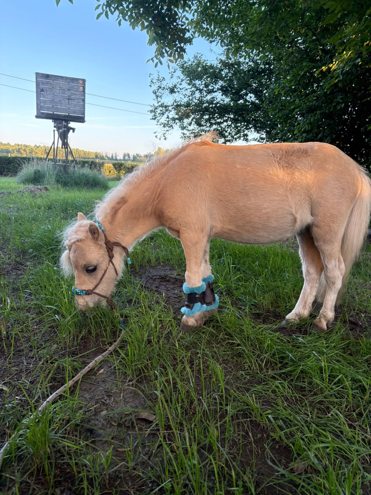 Verzorgster gezocht voor mijn 2-jarige shetlandpony hengst, Dieren en Toebehoren, Pony's, Hengst