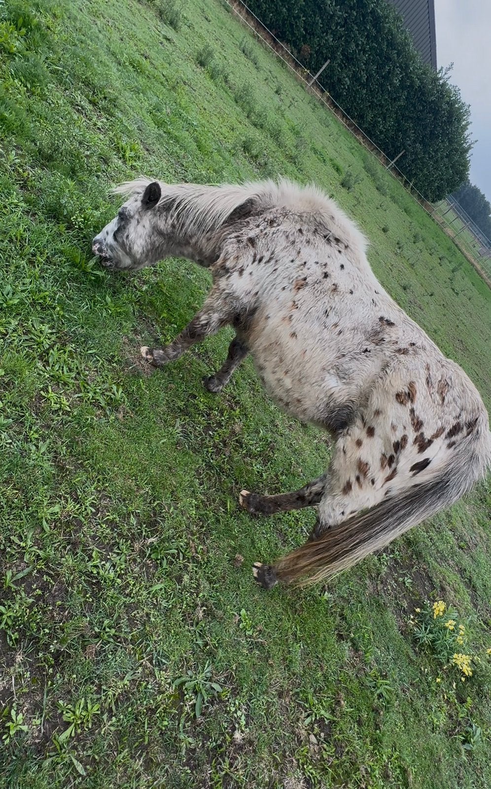 Shetlander appaloosa merrie, Dieren en Toebehoren