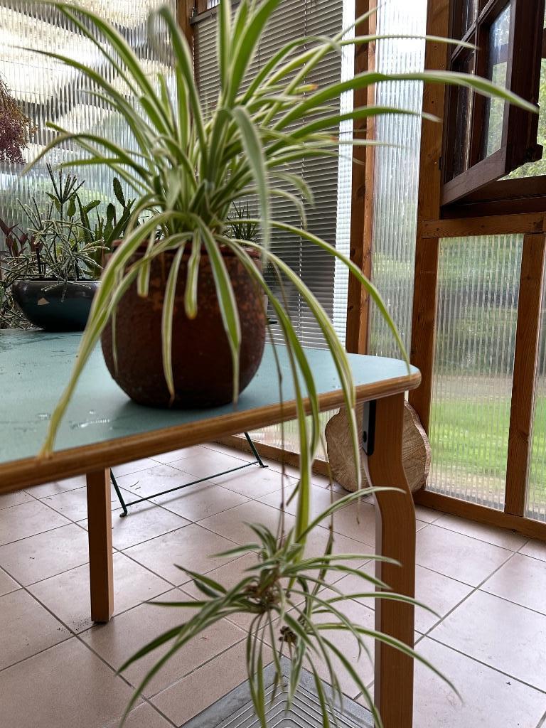 Zebraplant - met baby'tjes, Bloeiende kamerplant, Ophalen of Verzenden, In pot, Halfschaduw