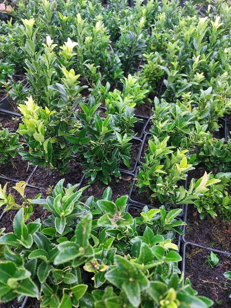 Euonymus green spire/ paloma blanca, Tuin en Terras, Planten | Struiken en Hagen, Haag, Buxus, Minder dan 100 cm, Ophalen