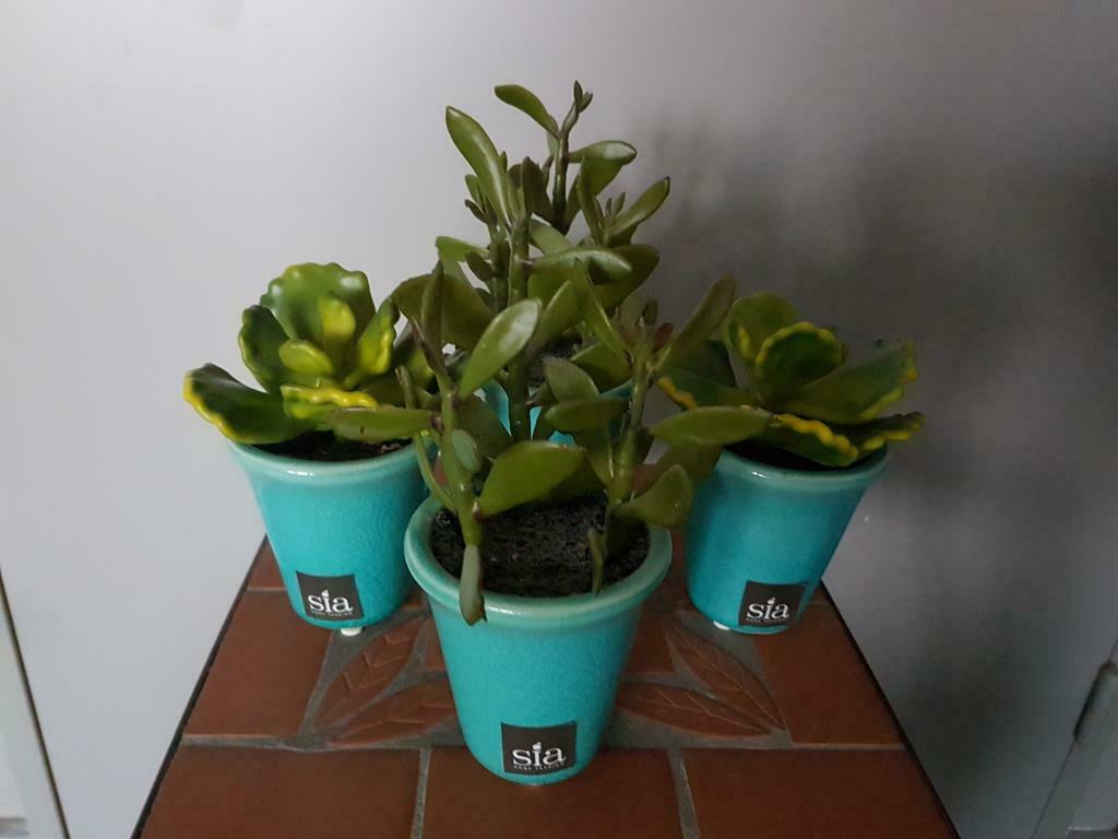 4 kunst vetplantjes van Sia, Huis en Inrichting, Kamerplanten, Ophalen, Vetplant, In pot, Minder dan 100 cm