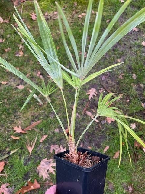 Trachycarpus princeps x nanus. 5 jaar, Ophalen of Verzenden, Lente, Minder dan 100 cm, Palmboom