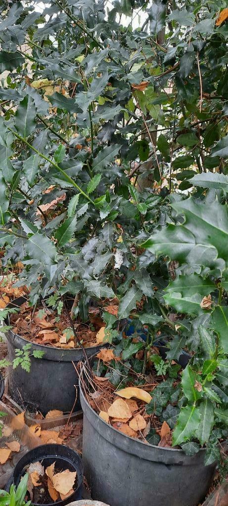 Hulstplanten, Tuin en Terras, Planten | Struiken en Hagen, Ophalen, Hulst