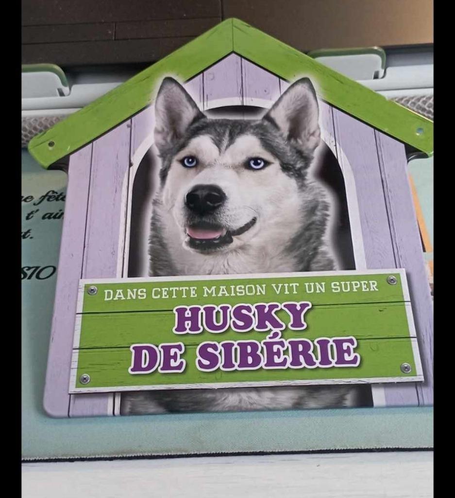 Plaque de chien, Dieren en Toebehoren, Ophalen of Verzenden, Zo goed als nieuw