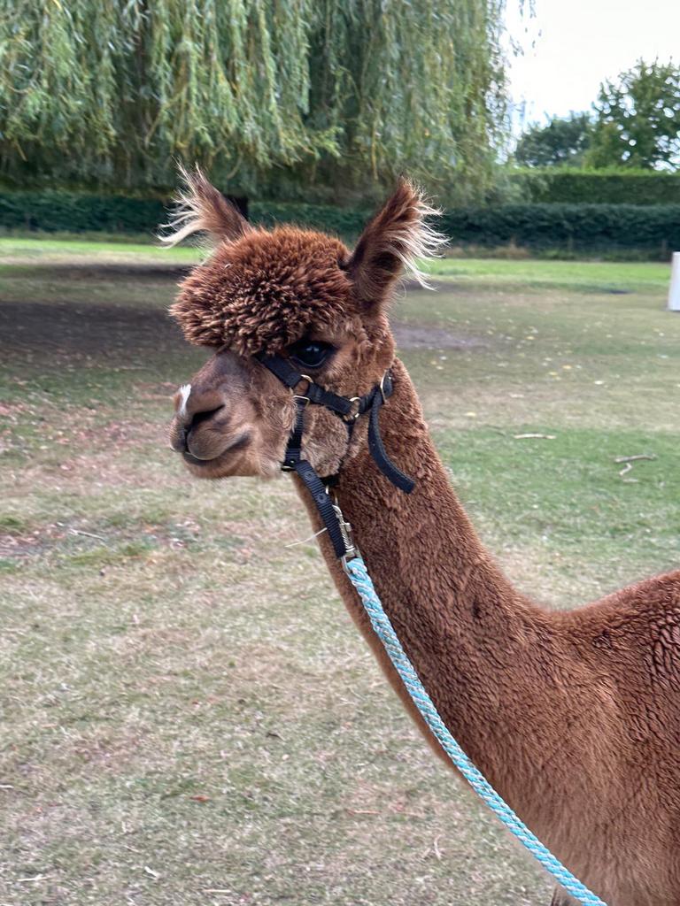 ALPACA HENGST, September, Mannelijk