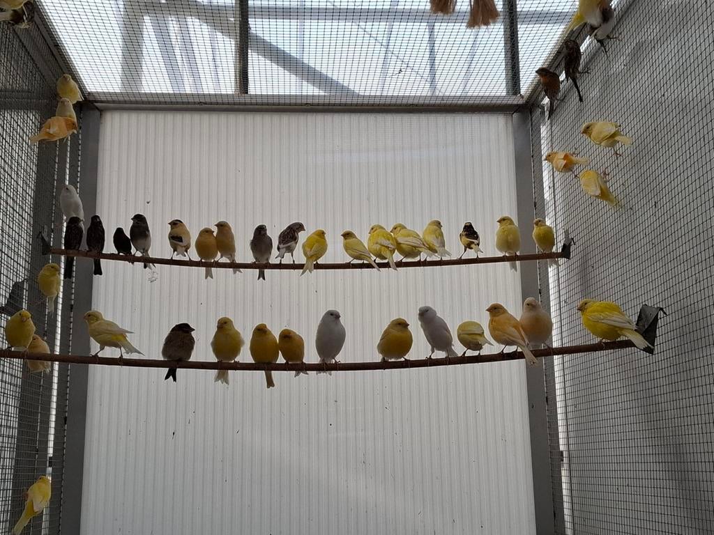 Kanarie kanari kanaries ruime keuze in vele kleuren, Dieren en Toebehoren, Vogels | Kanaries, Meerdere dieren, Kleurkanarie