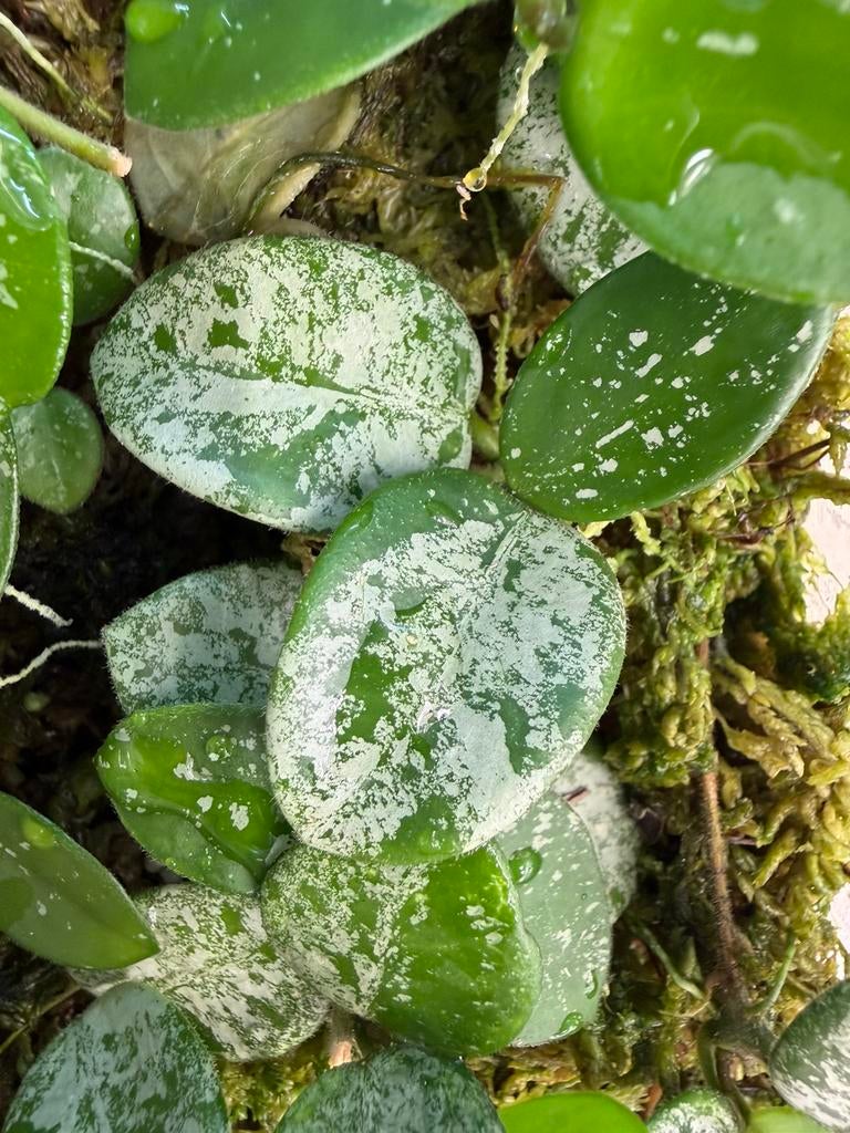 Hoya mathilde splash stekjes, Ophalen of Verzenden
