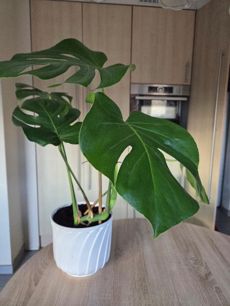 Monstera deliciosa, Huis en Inrichting, Kamerplanten, Ophalen, 100 tot 150 cm, Overige soorten, Halfschaduw