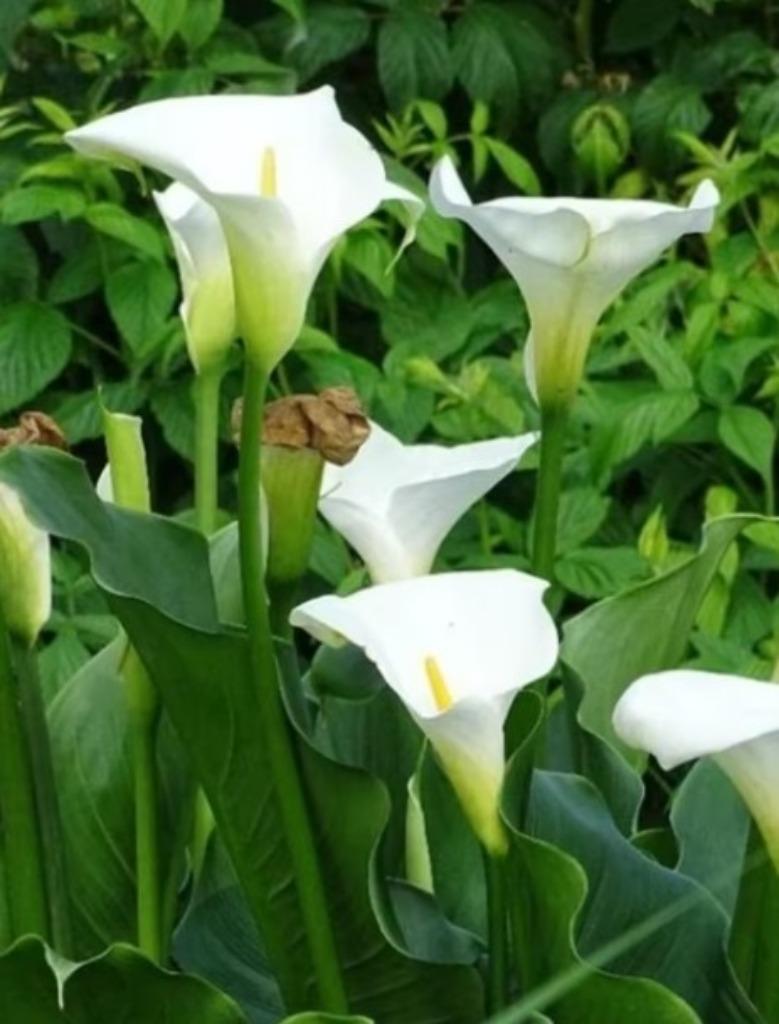 Witte aronskelk (diameter pot ongeveer 20 cm), Tuin en Terras, Planten | Tuinplanten, Ophalen, Zomer, Vaste plant, Overige soorten