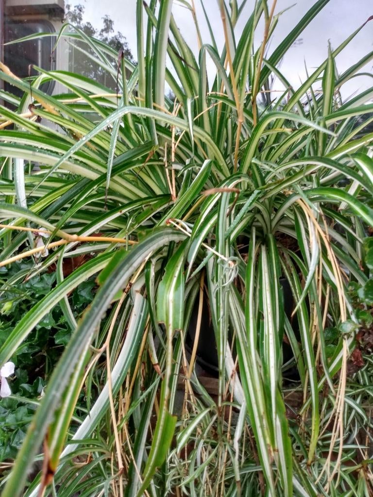 Graslelie, Tuin en Terras, Ophalen