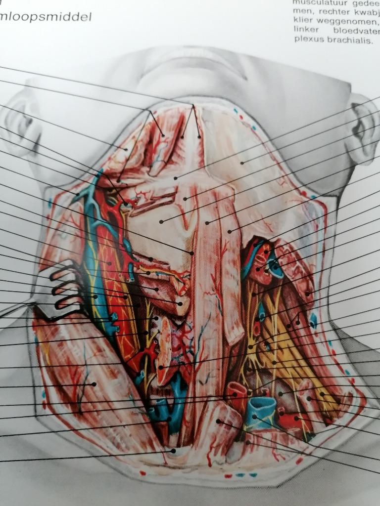 Anatomische educatiekaarten Geneeskunde & Farmacologie, Ophalen of Verzenden