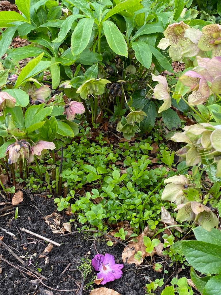 Helleborus jonge plantjes! Per 10 stuks., Tuin en Terras, Planten | Tuinplanten, Vaste plant, Halfschaduw, Winter, Ophalen
