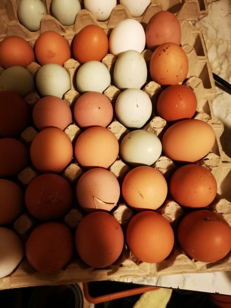 Œufs de poules élevées en liberté, Divers, Enlèvement