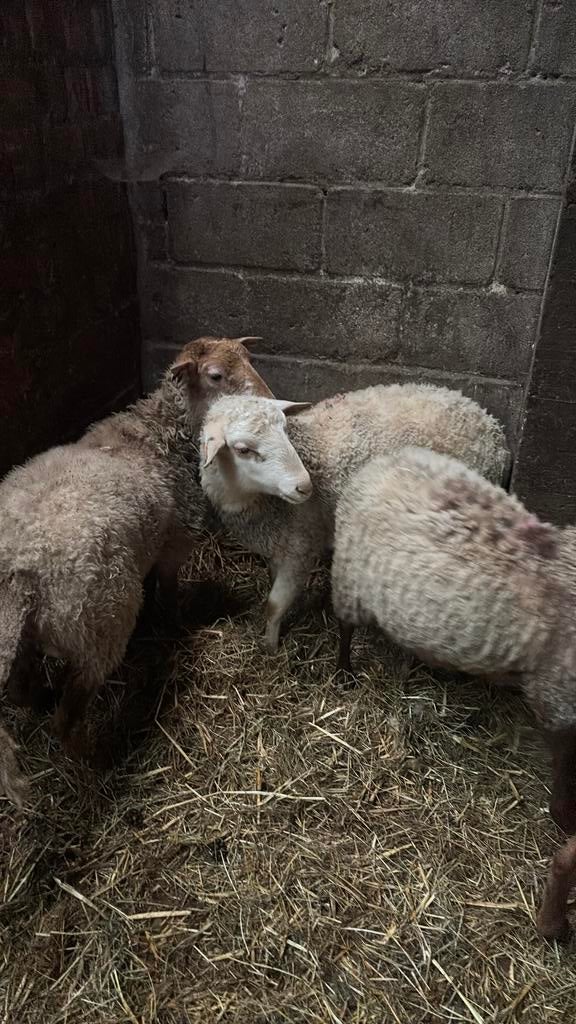 Bokken à vendre, Animaux & Accessoires, Moutons, Chèvres & Cochons, Mâle, Mouton, 0 à 2 ans