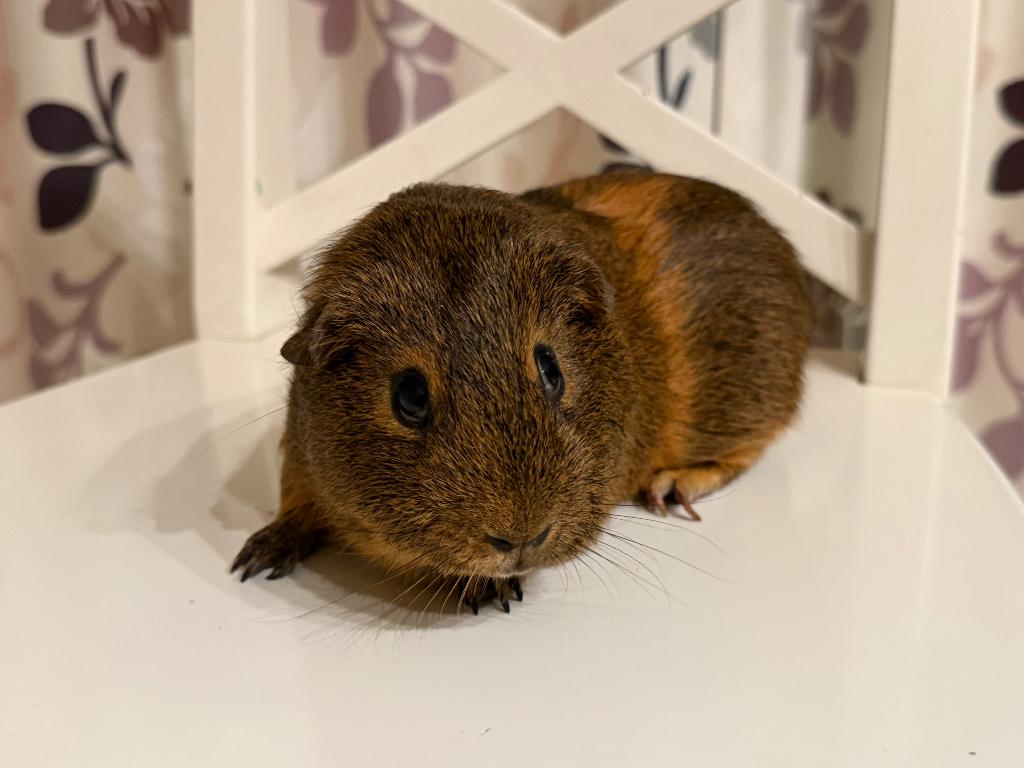 Cavia, Mâle, Domestique, Janvier, Cobaye