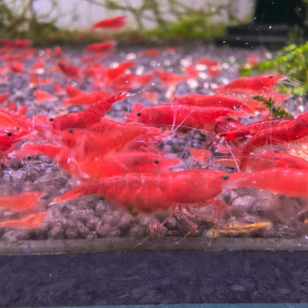 Bloody Mary garnalen kraanwater, Dieren en Toebehoren, Kreeft, Krab of Garnaal, Zoetwatervis