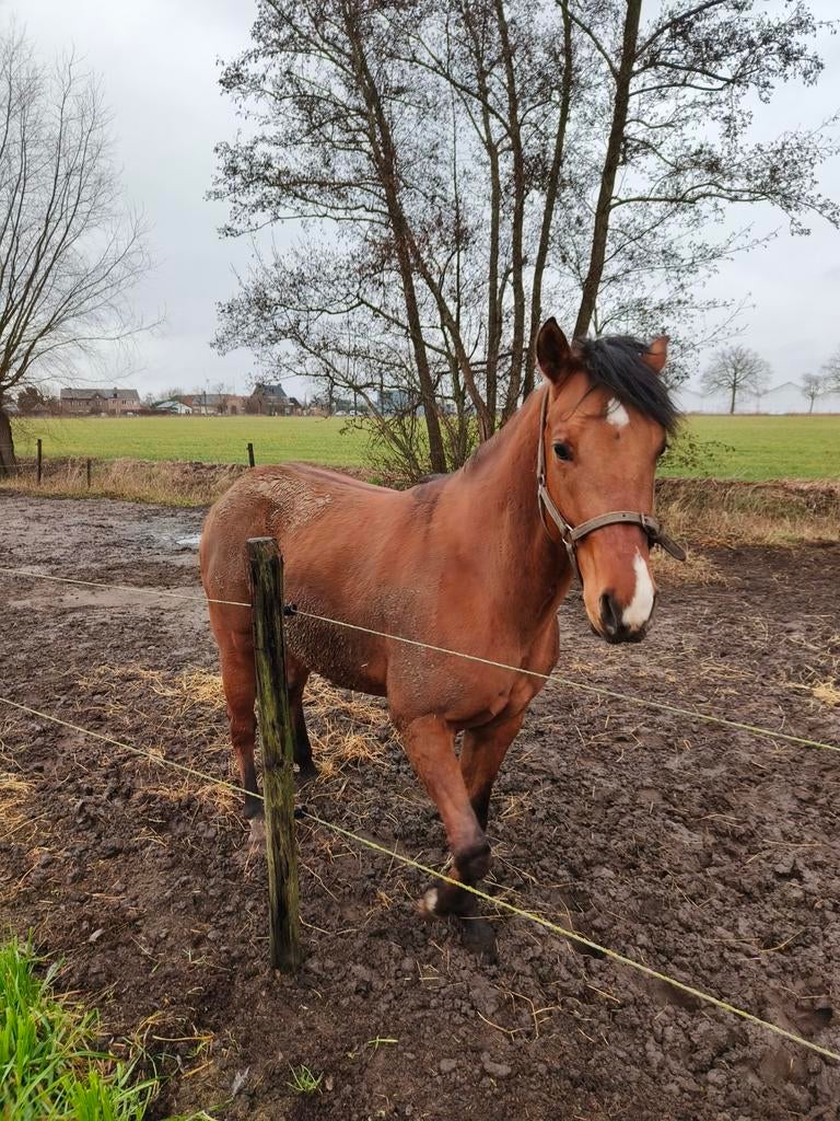 3 jarige quarter hengst zoekt gouden baasje., Animaux & Accessoires, Poneys, Étalon, Poney E (1.48 m - 1.57m), Poney western, 3 à 6 ans