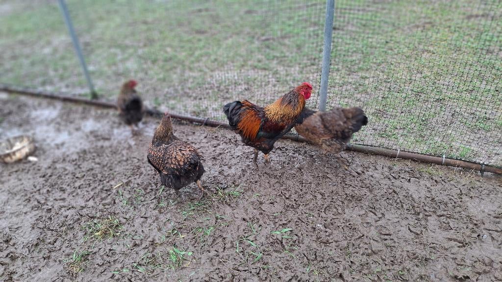 Oeufs fécondés poule Wyandotte, Enlèvement