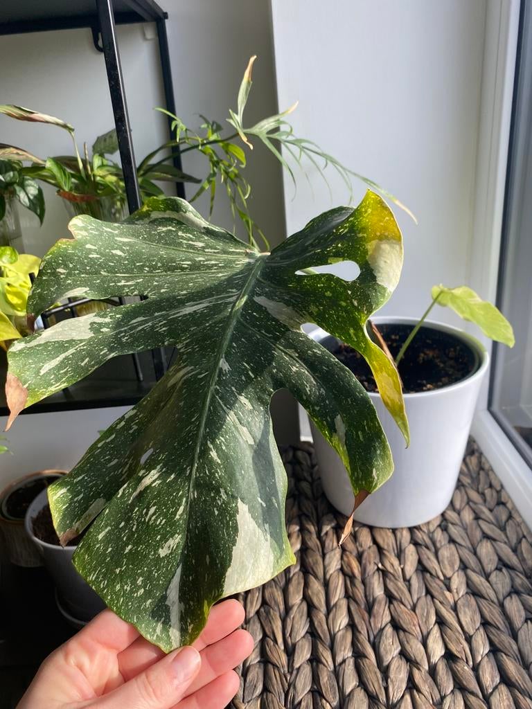 Monstera thai constellation, Huis en Inrichting, Kamerplanten, Ophalen of Verzenden