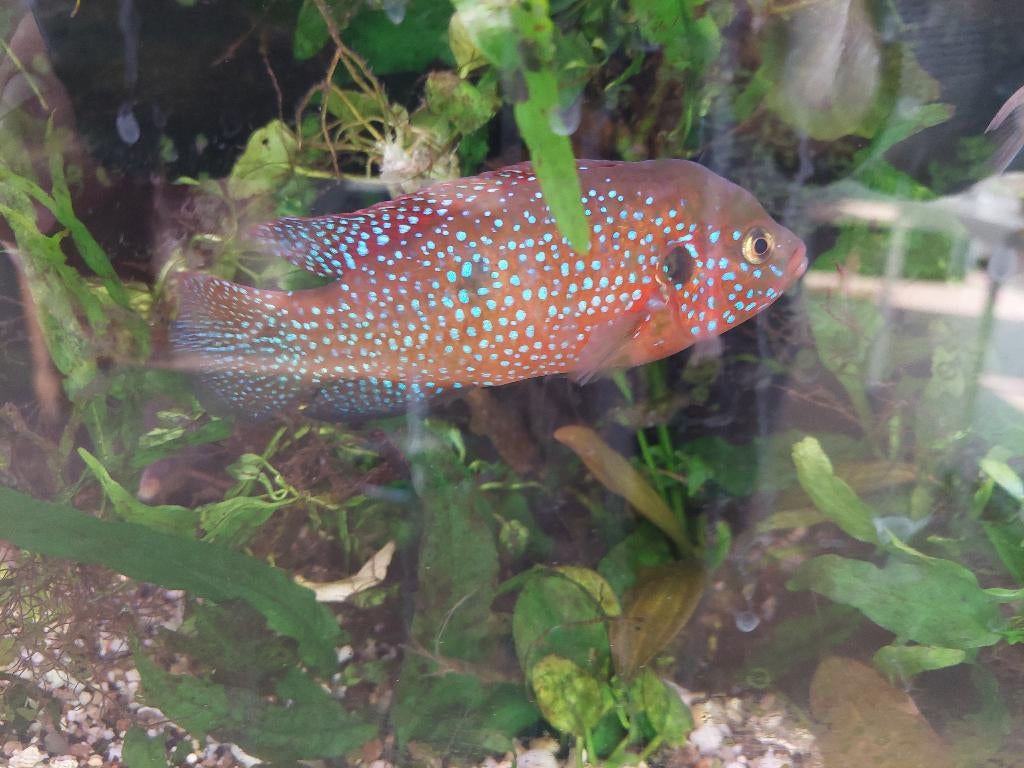 Hemichromis  bimaculatis, Animaux & Accessoires, Poissons | Poissons d'aquarium, Poisson d'eau douce, Poisson