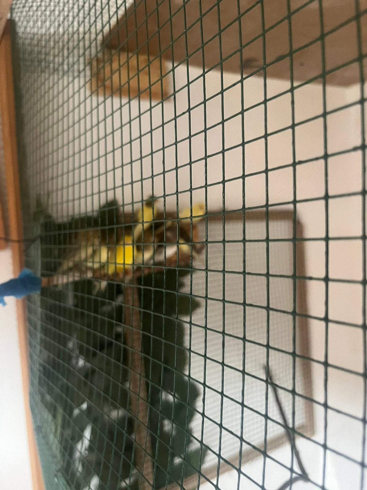 Canari avendre plus 2 cage, Animaux & Accessoires, Mâle, Canari de couleur